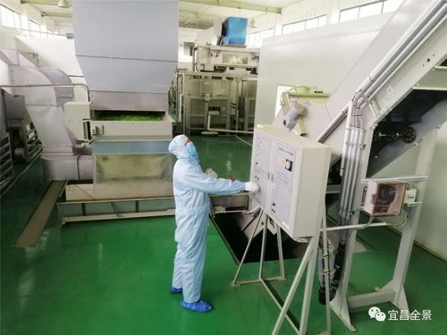 智造新生 宜昌萧氏无人工厂打响春茶战“疫”，引领行业洗选加工新变革