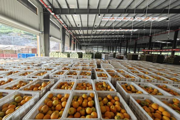 公司旗下知名茶饮品牌"蜜雪冰城"门店采购鲜果提供加工洗选服务